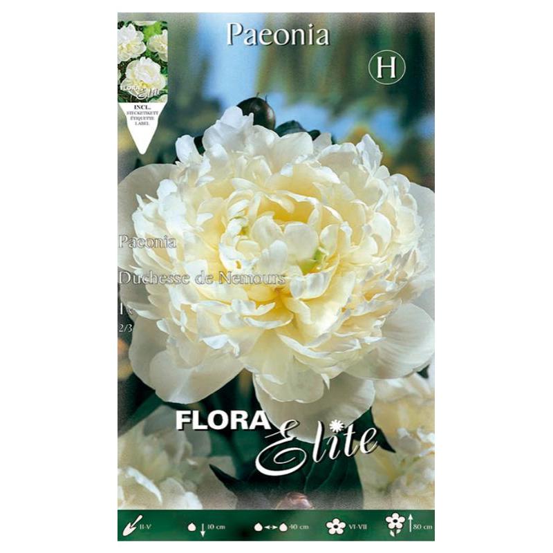 Witte pioenroosbol Duchesse de Nemours 1 stuk