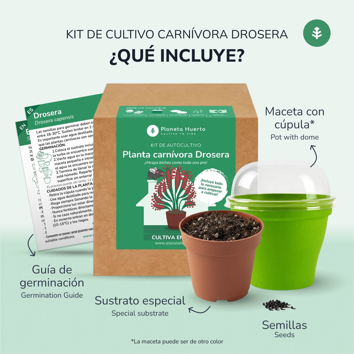 Self-cultivation kit Carnivorous plant Drosera Drosera Planeta Huerto