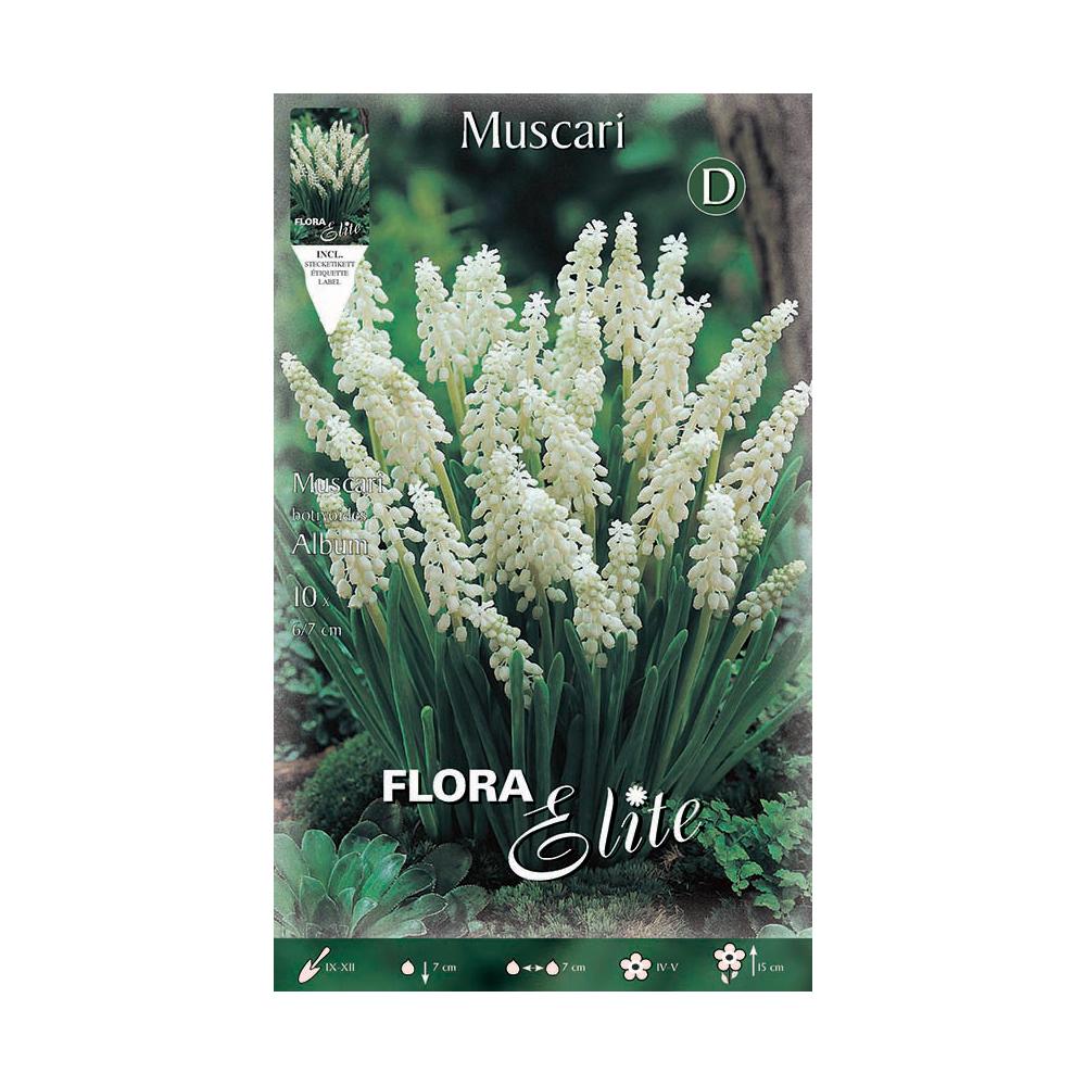 Witte Muscari-bollen 10 stuks
