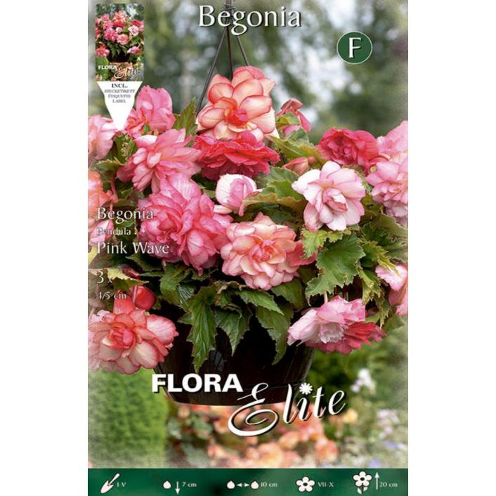 Bulbe de bégonia hybride Bouton rose 3 unités