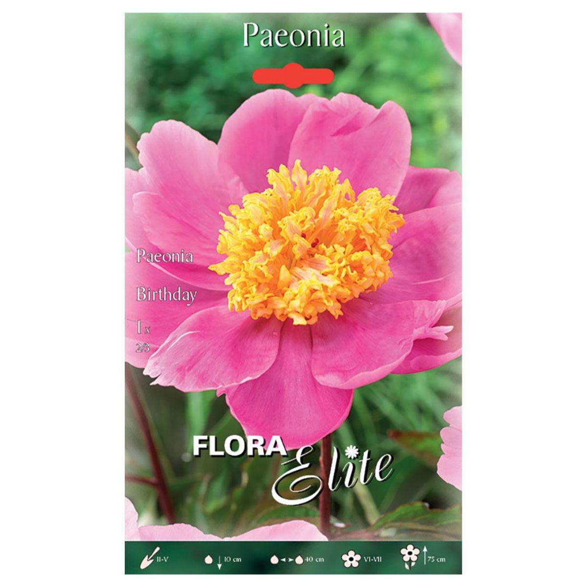 Roze pioenroosbol Birthday 1 stuk