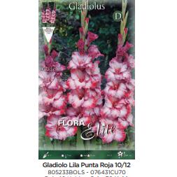 Lila Gladiolenknolle P. roja 70 Stück