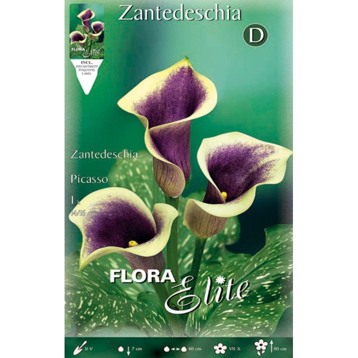 Calla Picasso-bol violet 1 stuk