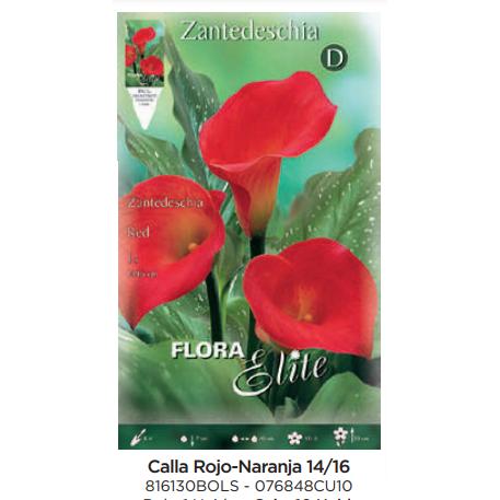 Rote-orangefarbene Calla-Zwiebel 1 Stück