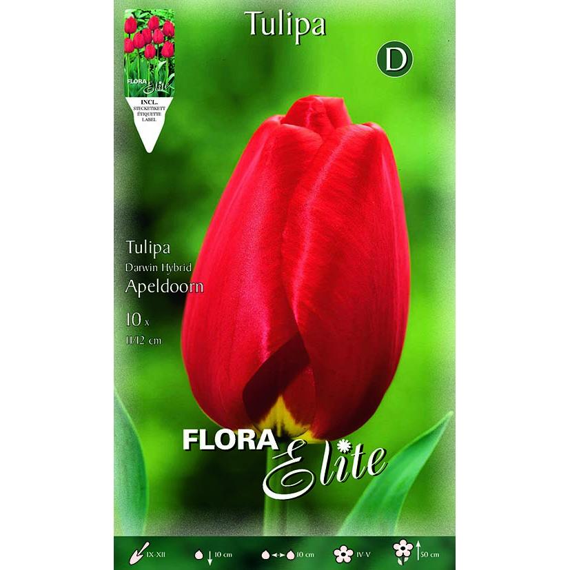 Bulbi Tulipano rosso 10 pz