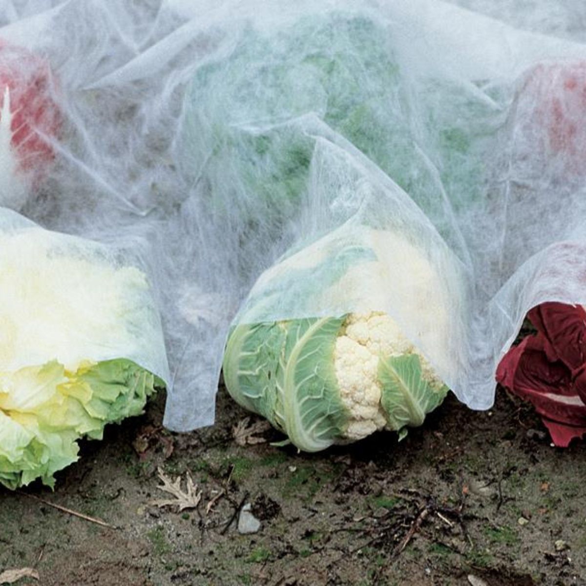 Płótno ochronne przeciwmrozowe Verdemax 4 x 5 m