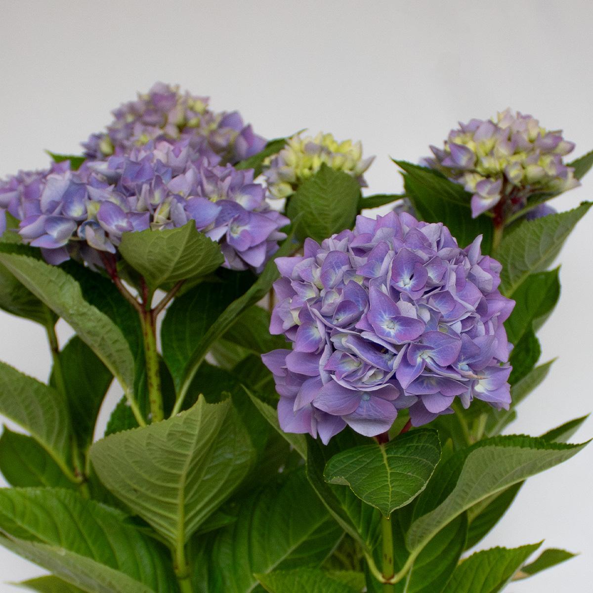 Hortensia Azul 50-60 cm