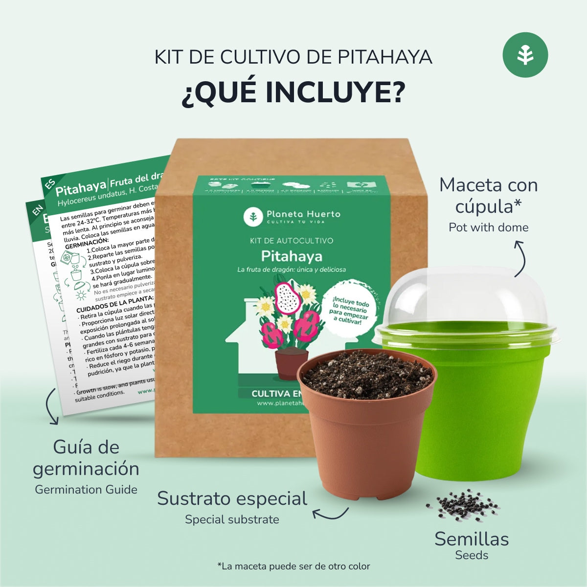 Dragon fruit Pitahaya self-cultivation kit Planeta Huerto