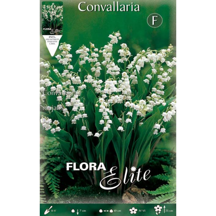 Convallaria Muguet-Zwiebeln 10 Stück
