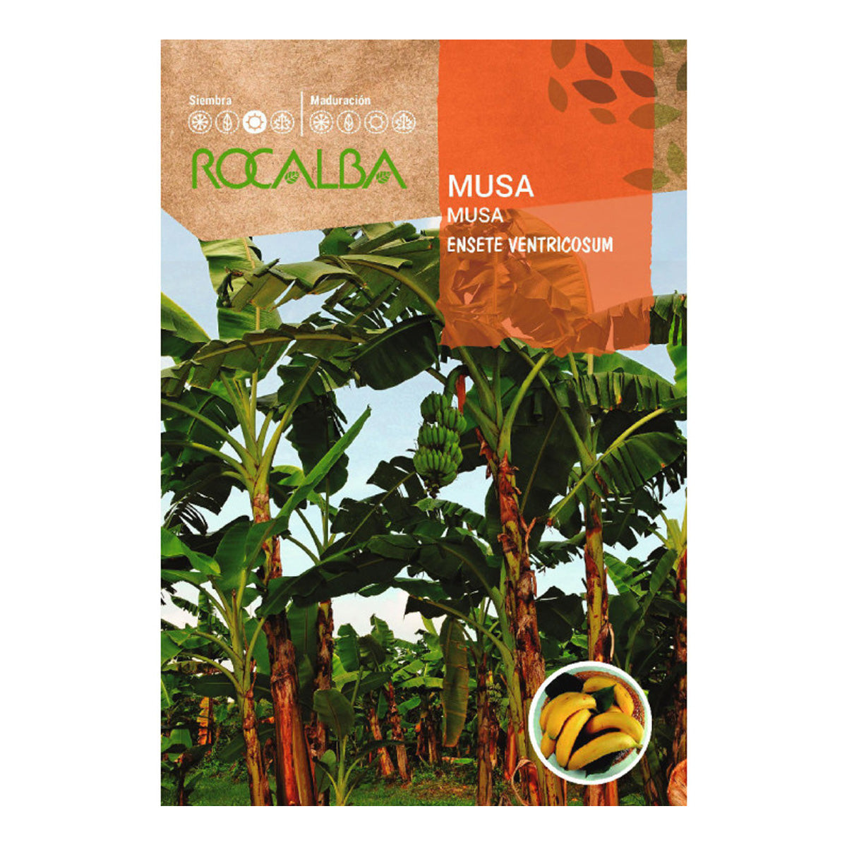 Bananensamen Musa, Rocalba