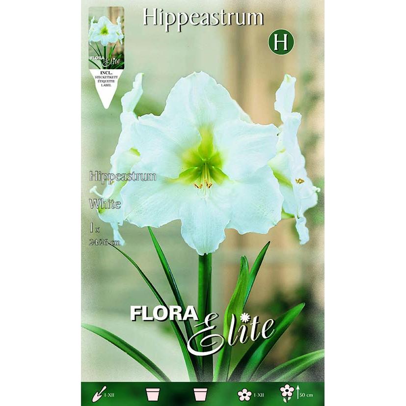 Witte amarilisbol 1 stuk