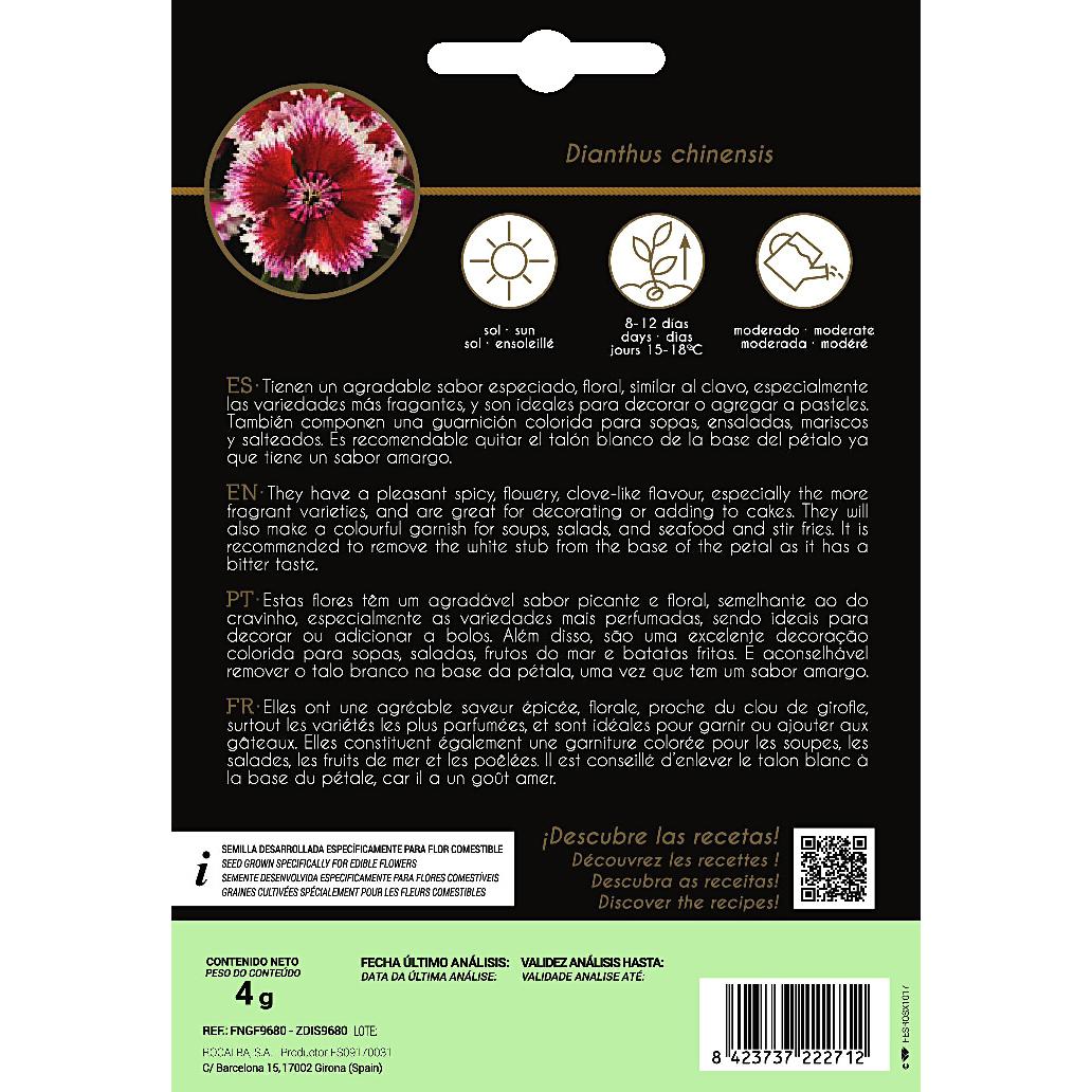 Eetbare bloemzaden van Chinese anjer Rocalba