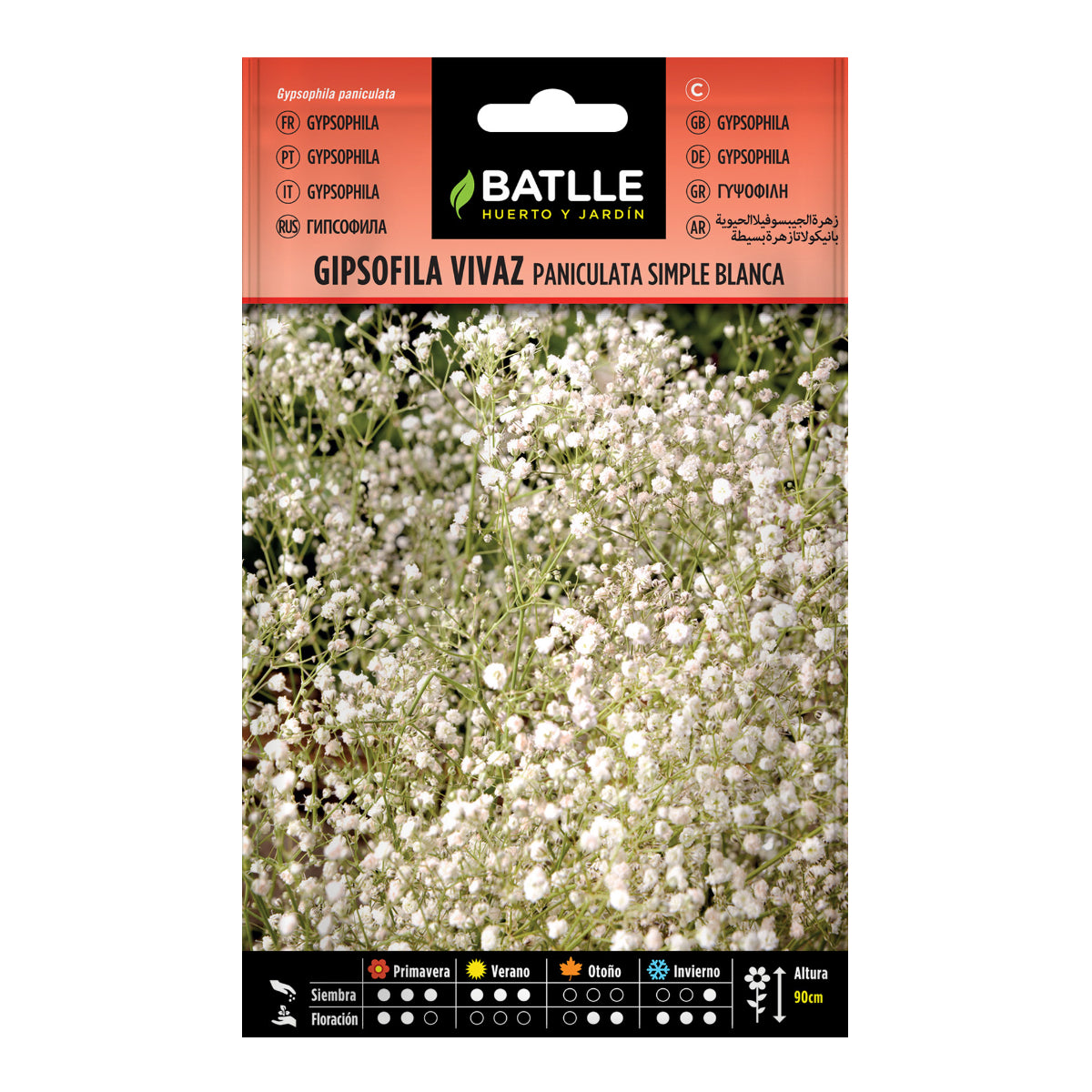 Batlle Paniculata simple white perennial gypsophila seeds