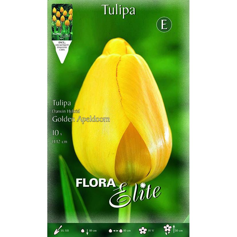 Yellow Tulip Bulbs 10 pcs