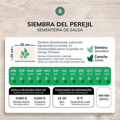 Biologische zaden van breedbladige peterselie Planeta Huerto
