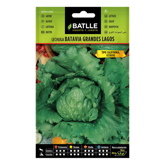 Große Salatsamen Lagos Batlle