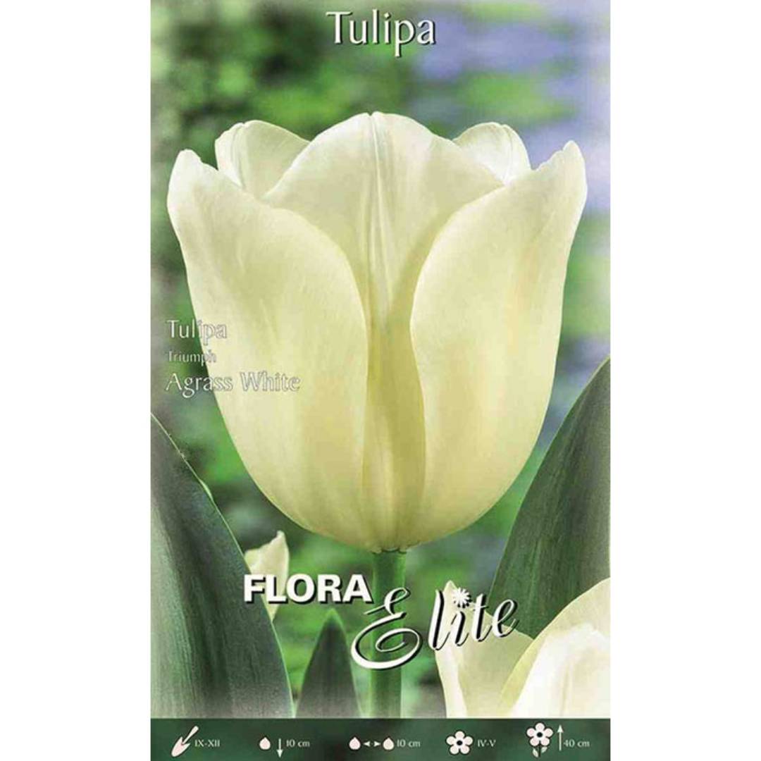 Bulbi di tulipano bianco 7 pz