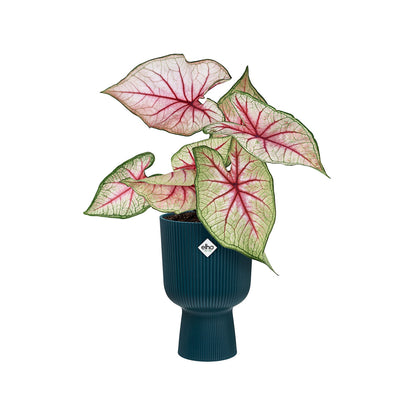 Macetero vibes fold coupe deep blue Elho 14 cm