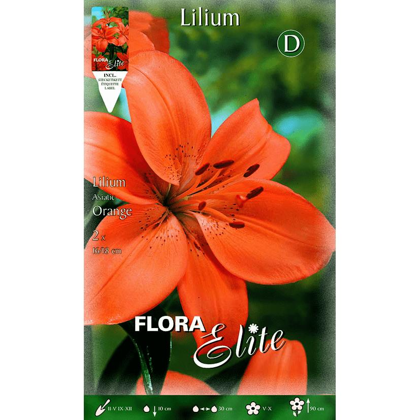 Oranje Lilium asiatic-bol 2 stuks