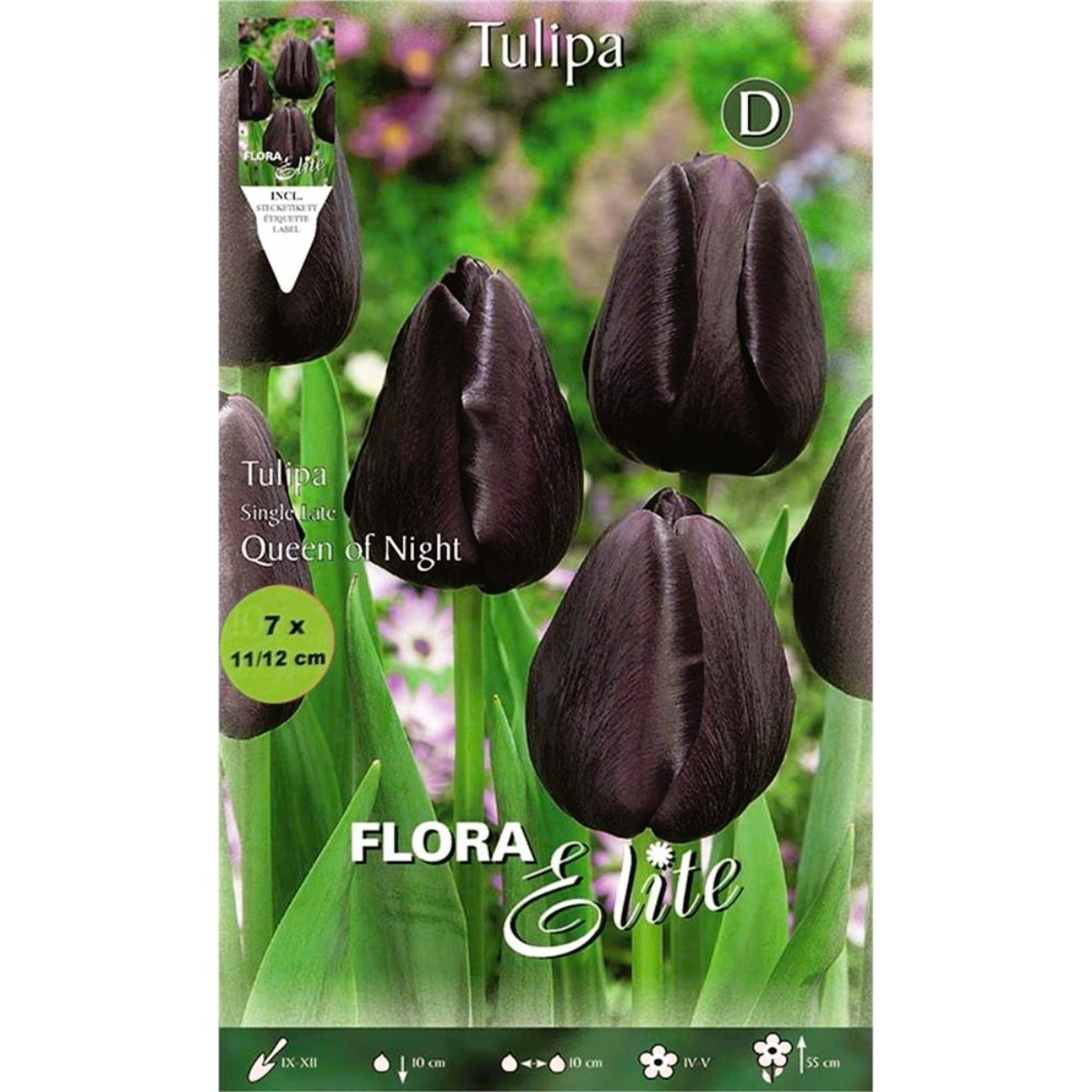 Black Tulip Bulbs 7 pcs