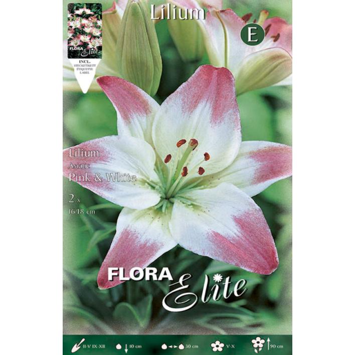 Lilium Asiatic-bol wit met roze rand 2 stuks