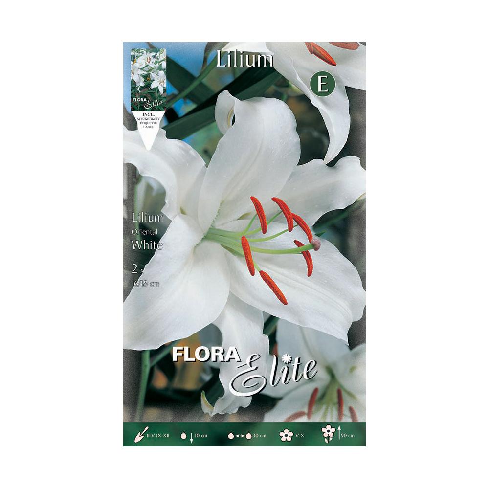 Bulbo Lilium Oriental blanco 2 uds