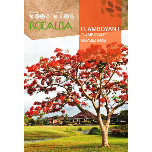 Semi di Flamboyant Ponciana regia