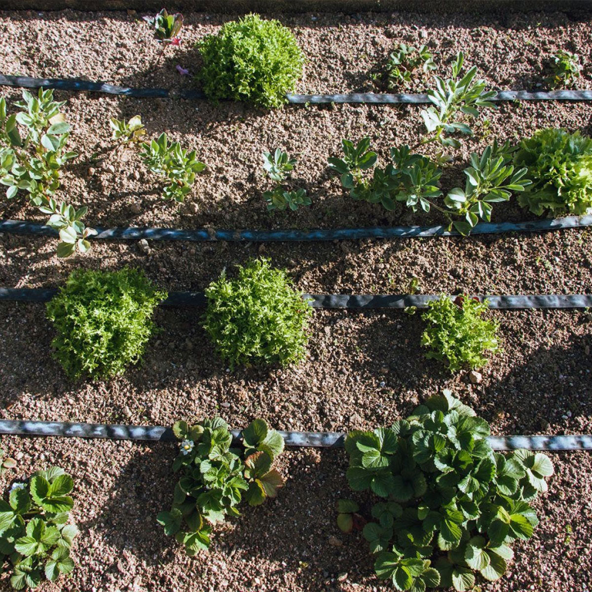 Rotolo di essudazione Planeta Huerto da giardino 50 m