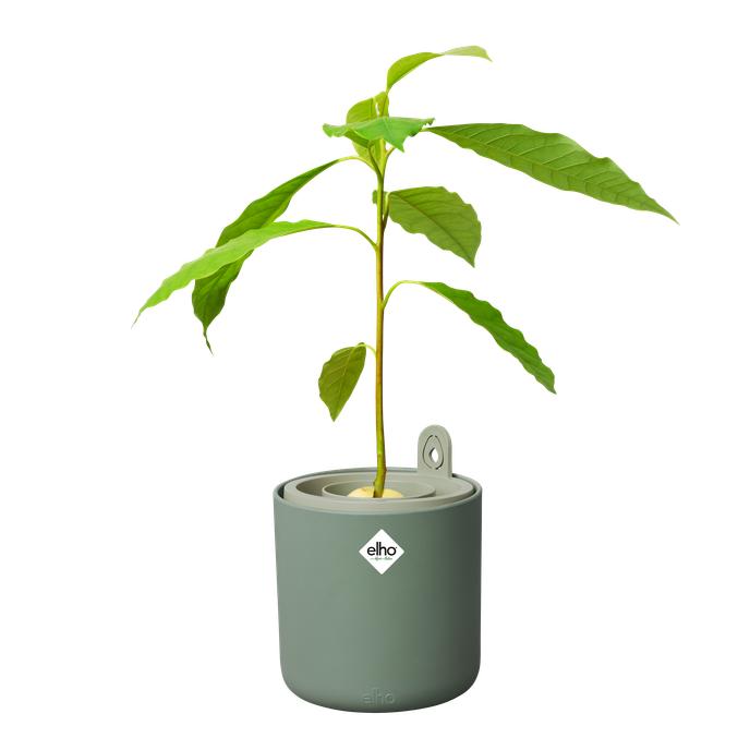 Amazing Avocado Elho Green avocado germinator pot