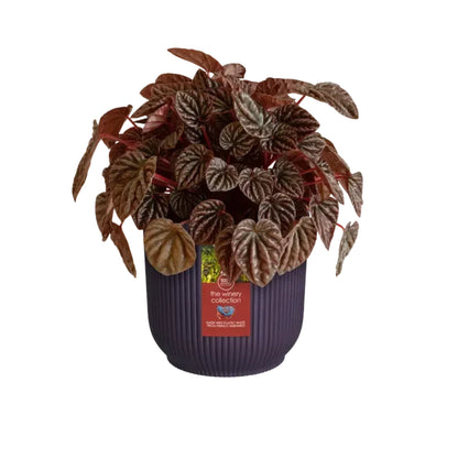 Gerecyclede bloempot Winery paars Elho 18 cm