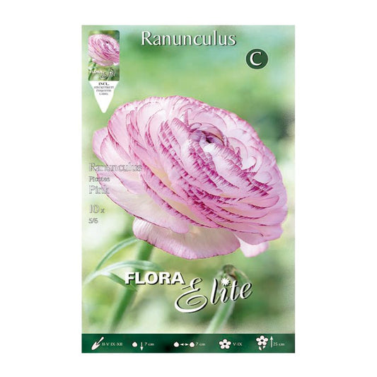 Bulbes de renoncule rose 10 unités