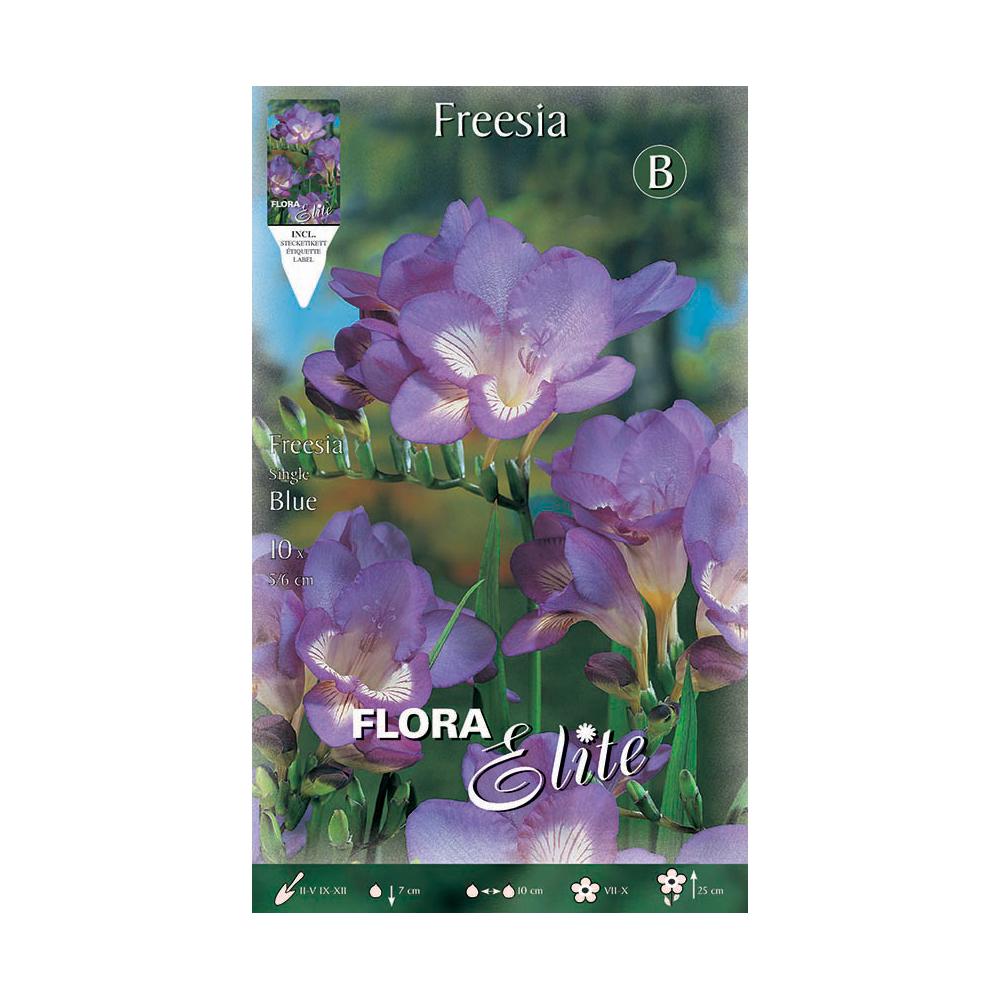 Enkla blå freesia-lökar 10 st