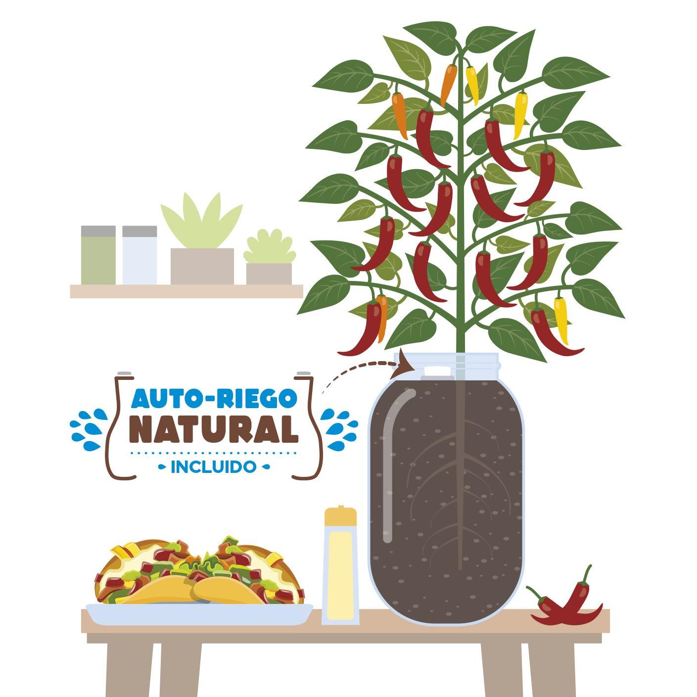 Zestaw do uprawy papryki Snack w pomieszczeniach