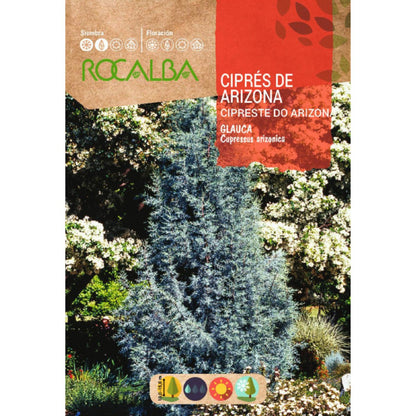 Graines de cyprès d'Arizona Cyprès arizonica