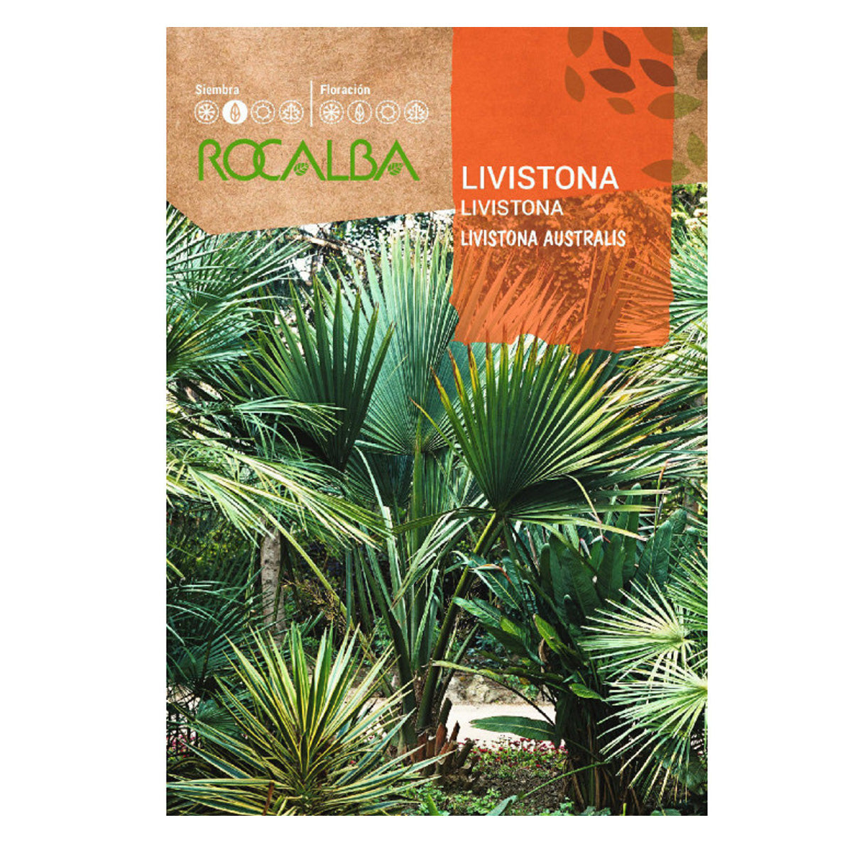 Nasiona palmy Livistona, Rocalba