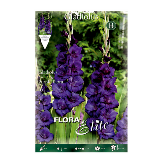 Purpurrote Gladiolenknollen 10 Stück