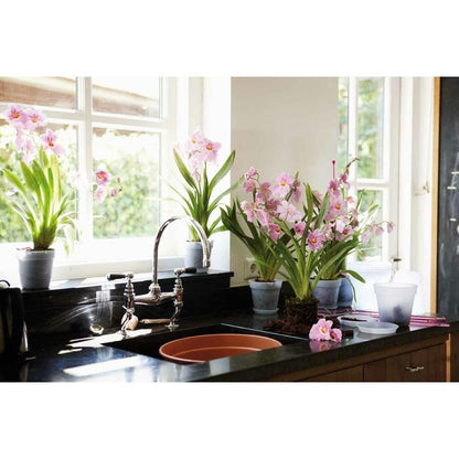 Vaso per orchidee Green Basics Elho trasparente 15 cm