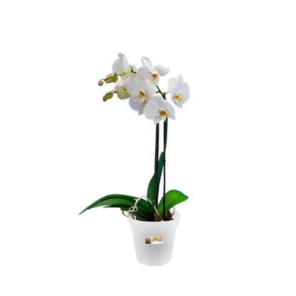 Orchideeënpot Green Basics Elho Transparant 17 cm