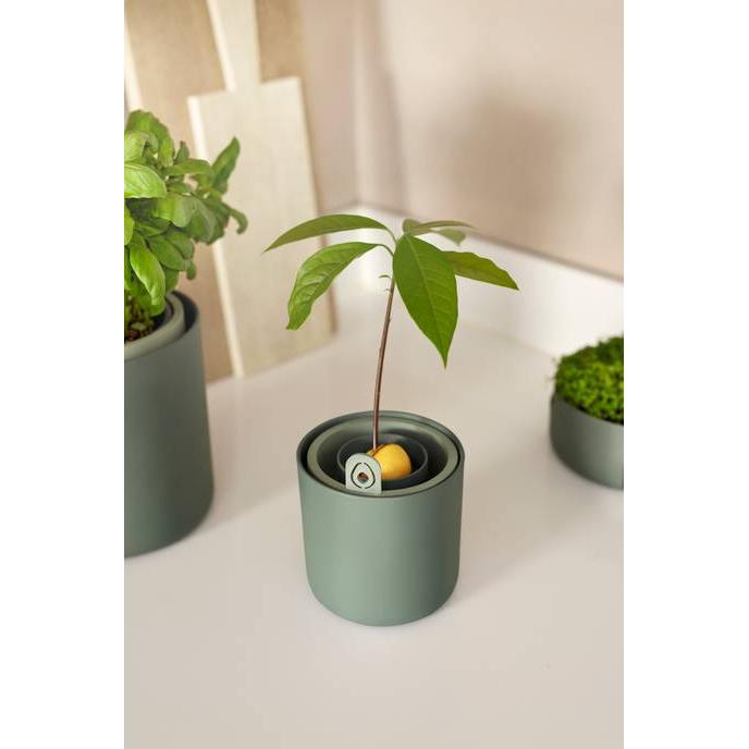 Amazing Avocado Elho Green avocado germinator pot