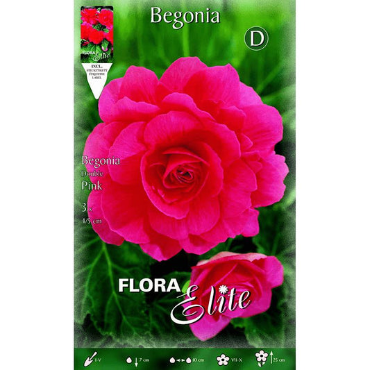 Begonienknolle, doppelt rosa, 3 Stück