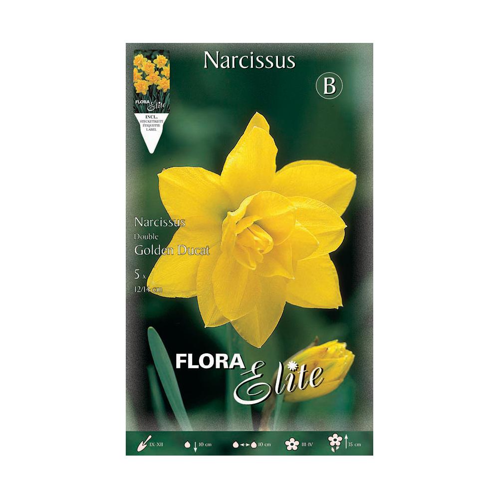 Double yellow daffodil bulbs, 5 pcs