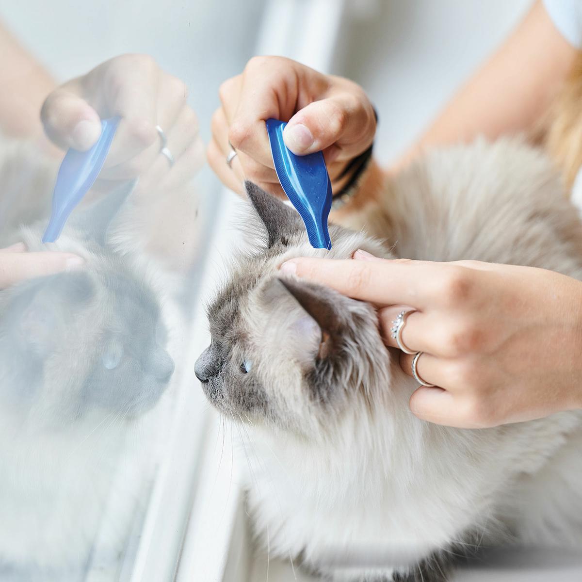 Calming Spot On  Pipety uspokajające dla kotów Beaphar 3x0,4 ml