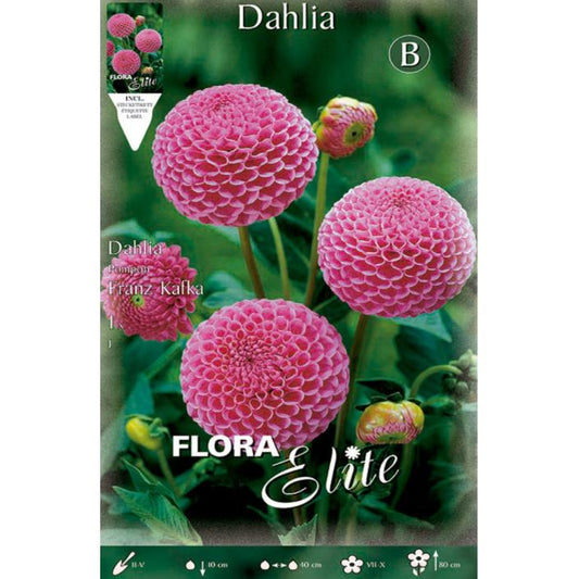 Bulbo di dalia Pom Pom rosa
