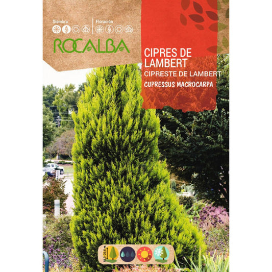 Graines de cyprès de Lambert  Cyprès macrocarpa
