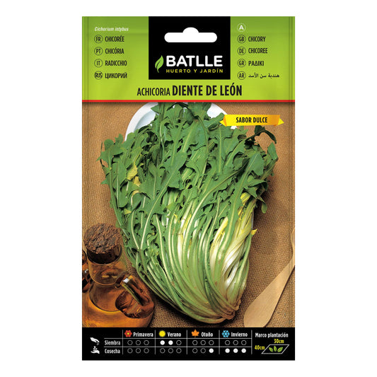 Cichoreizaadjes Dandelion Batlle