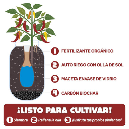 Zestaw do uprawy papryki Snack w pomieszczeniach