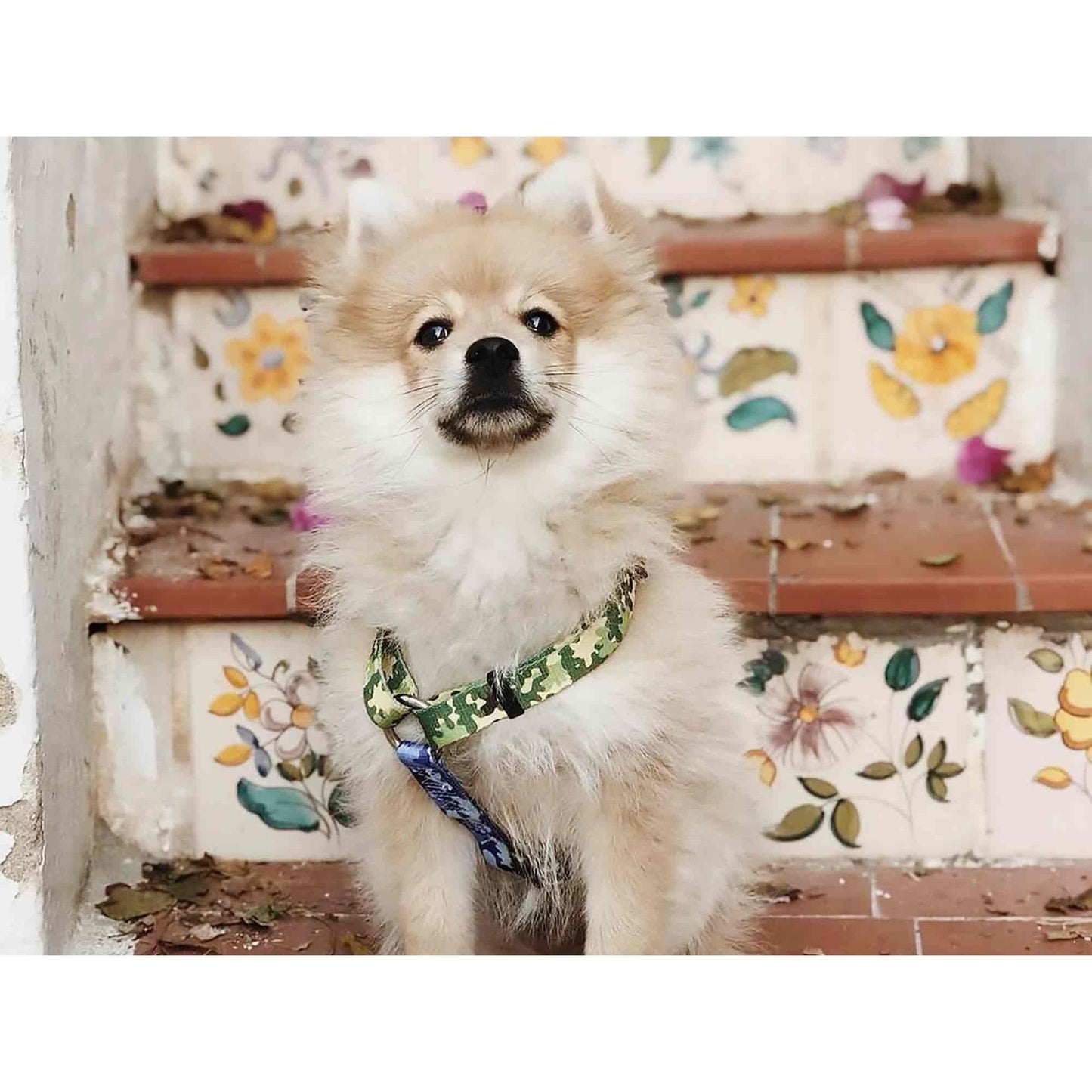 CAMO Dukier L classic dog harness