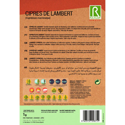 Graines de cyprès de Lambert  Cyprès macrocarpa