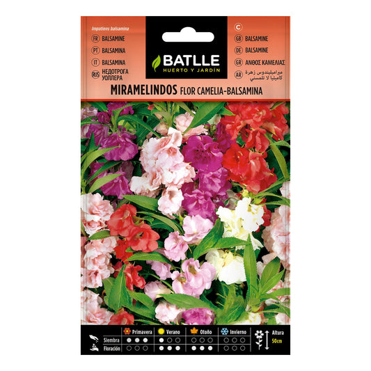 Miramelindos-Samen, Blume Camelia Balsamia Batlle