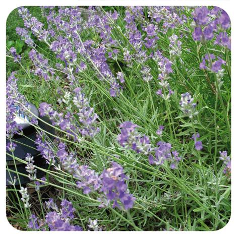 Eterisk olja lavendel Pranarôm 10 ml